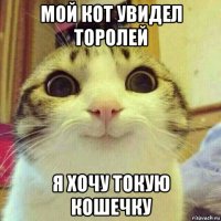 мой кот увидел торолей я хочу токую кошечку