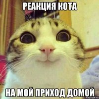 реакция кота на мой приход домой