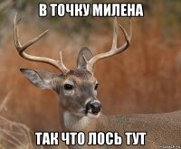 в точку милена так что лось тут