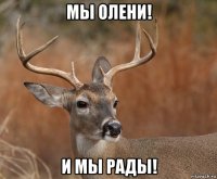 мы олени! и мы рады!