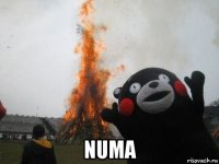  numa