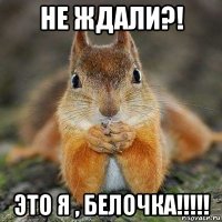 не ждали?! это я , белочка!!!!!