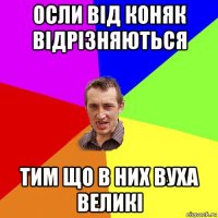 осли від коняк відрізняються тим що в них вуха великі