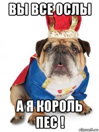 вы все ослы а я король пес !