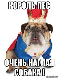 король пес очень наглая собака !