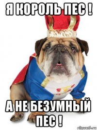 я король пес ! а не безумный пес !