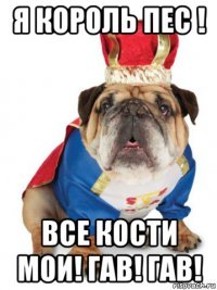 я король пес ! все кости мои! гав! гав!