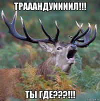 трааандуиииил!!! ты где???!!!