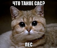 что такое сас? пес