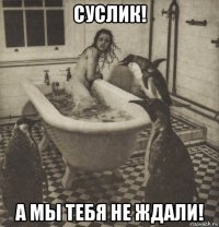 суслик! а мы тебя не ждали!