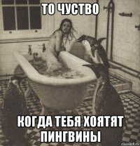 то чуство когда тебя хоятят пингвины