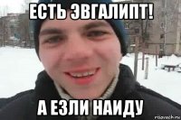 есть эвгалипт! а езли наиду