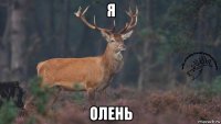 я олень