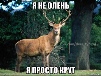 я не олень я просто крут