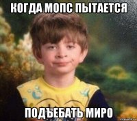 когда мопс пытается подъебать миро