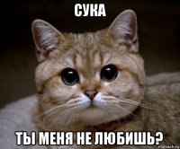 сука ты меня не любишь?