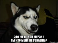 Это же я твой Мурзик
ты что меня не узнаешь?