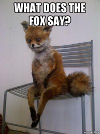 what does the fox say? 