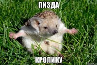 пизда кролику