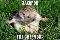 захаров где сверчок?