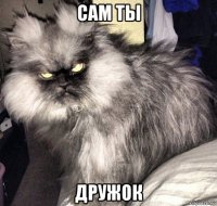 сам ты дружок