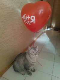 Создать мем Кок с шариком