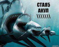 СТАЯ5 АКУЛ \\\\\\\