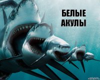 БЕЛЫЕ АКУЛЫ
