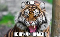 сука, не кричи на меня