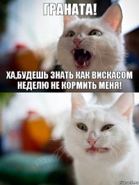 Граната! Ха,будешь знать как вискасом неделю не кормить меня!