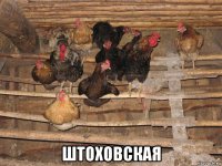  штоховская