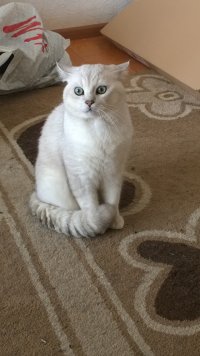 Создать мем Офигевший кот