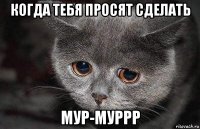 когда тебя просят сделать мур-муррр