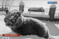 привезите нам еще такой же херни, Мем Южнококаинск