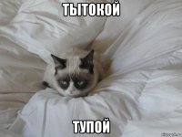 тытокой тупой