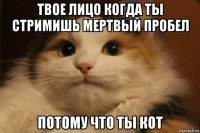 твое лицо когда ты стримишь мертвый пробел потому что ты кот