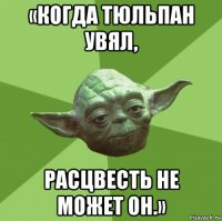 «когда тюльпан увял, расцвесть не может он.»