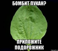 бомбит пукан? приложите подорожник
