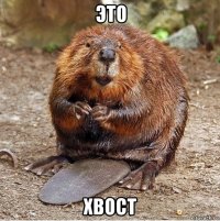 это хвост