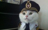 так точно , Мем Капитан кот