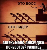  сверху мопс, снизу джо. почувствуй разницу