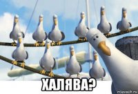  халява?