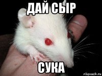 дай сыр сука