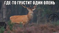 где-то грустит один олень 