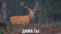  дима ты