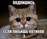 подпишись если любишь котиков :3