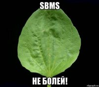 sbms не болей!