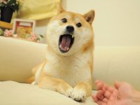 кто съел мой сладкий рулет, Мем FFFUUU