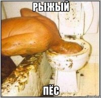 рыжый пёс