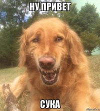 ну привет сука